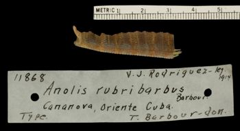 Media type: image;   Herpetology R-11868 Aspect: tail